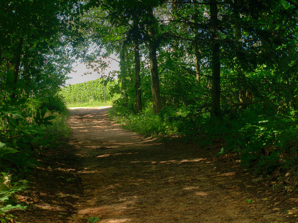 Der Blick in den Weinberg