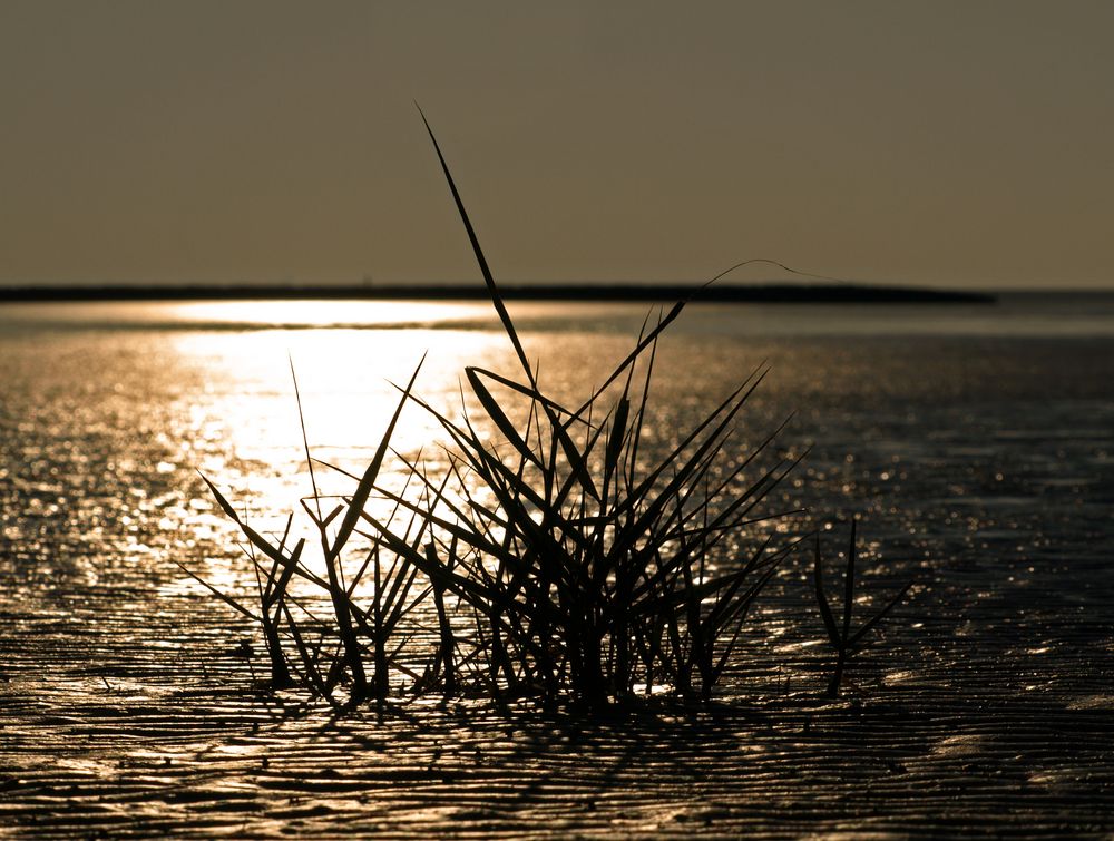 der Blick in die Abendsonne