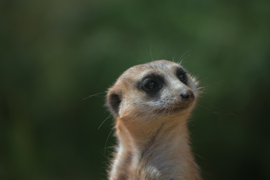 Der Blick in die Ferne