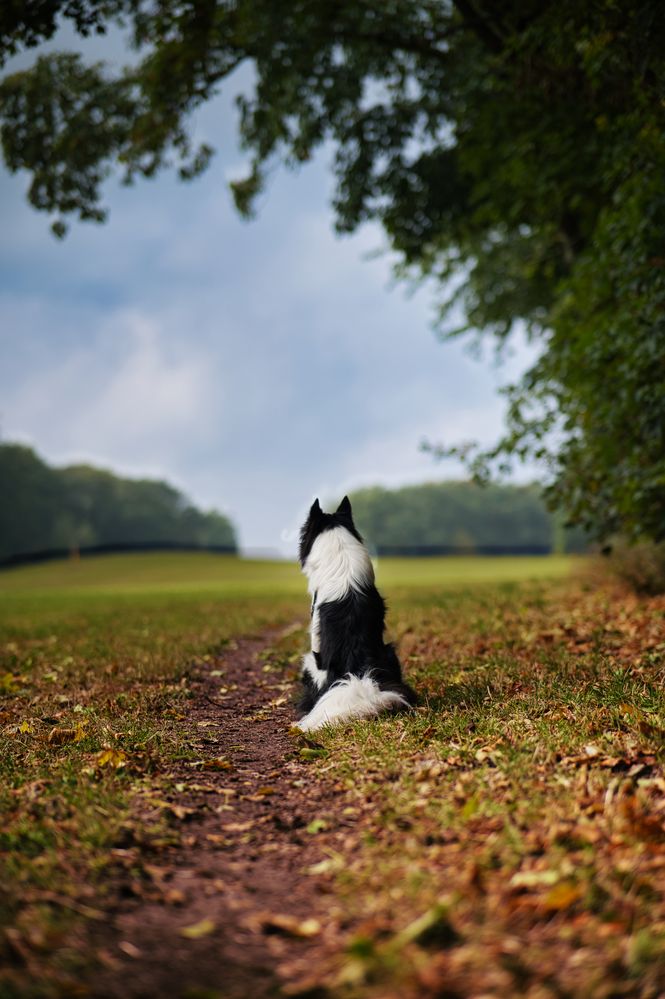 Der Blick in die Ferne Foto & Bild tiere, haustiere, hunde Bilder auf