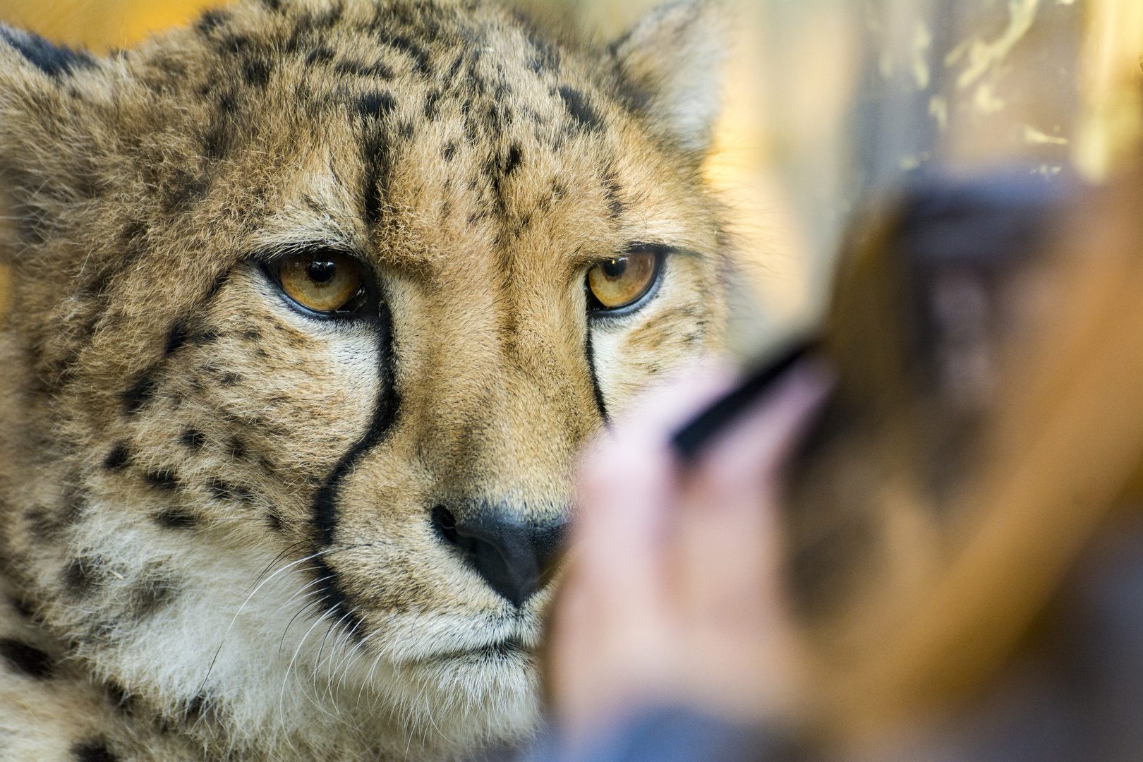 Der Blick... in die Kamera