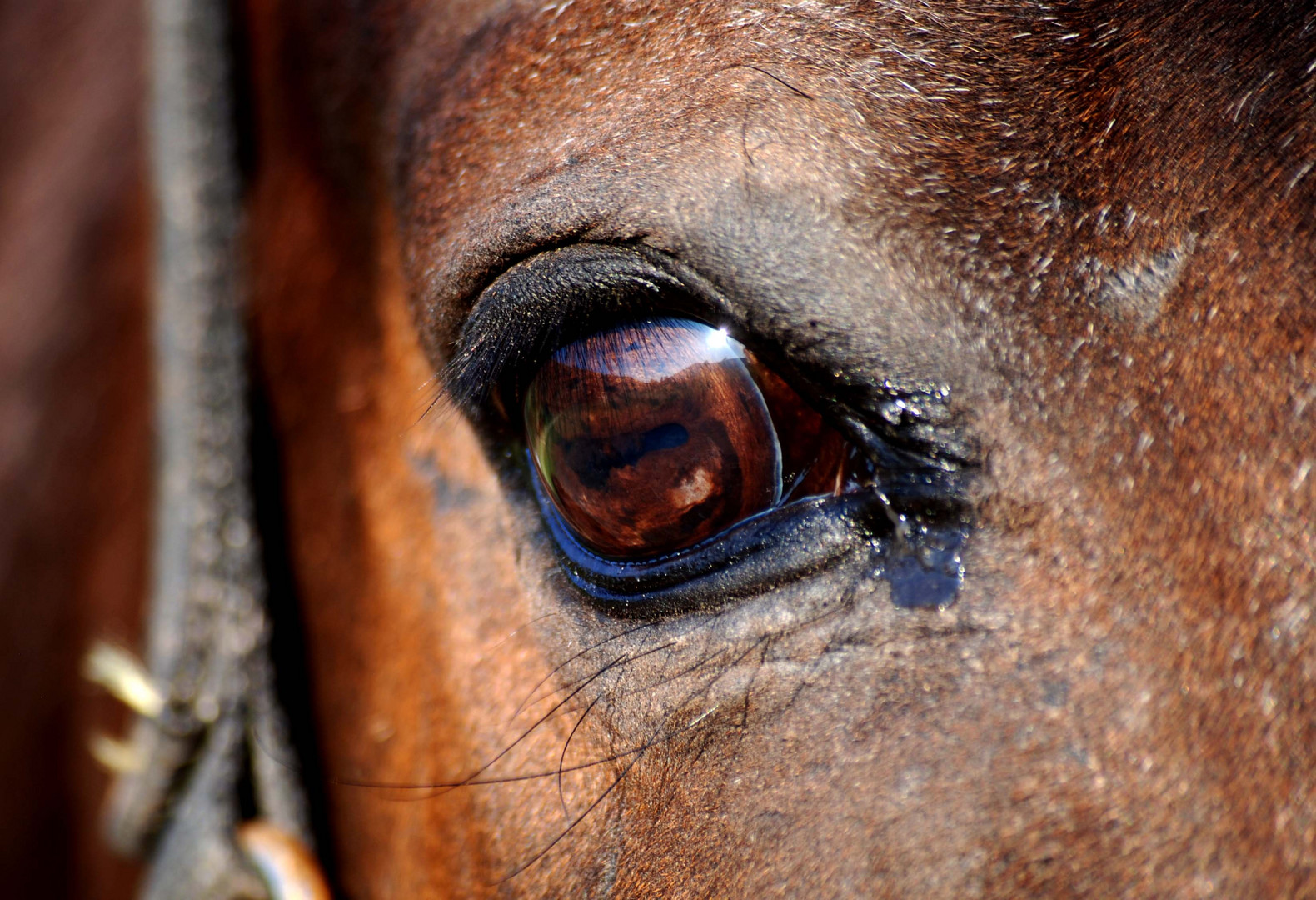 Der Blick in die Seele