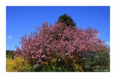 DER BLICK IN NACHBARS GARTEN