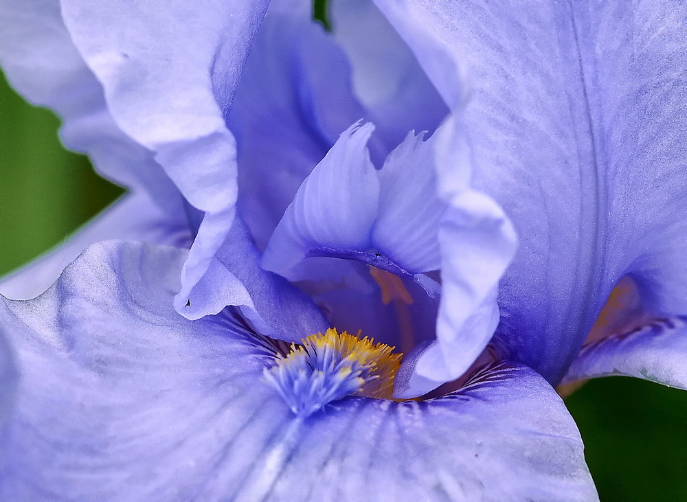 Der Blick in Tiefe einer Lilienblüte