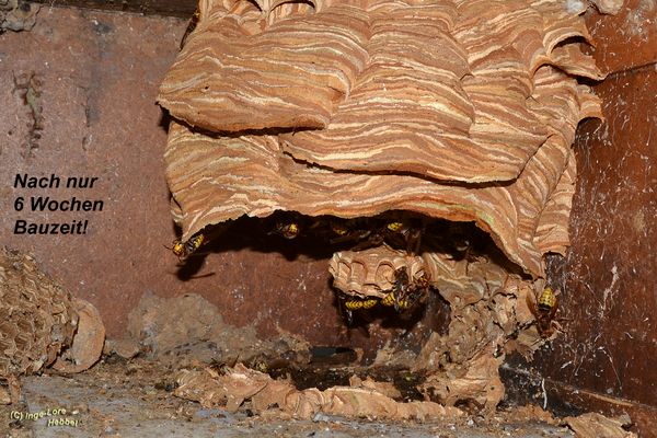 Der Blick ins Wohnzimmer.....