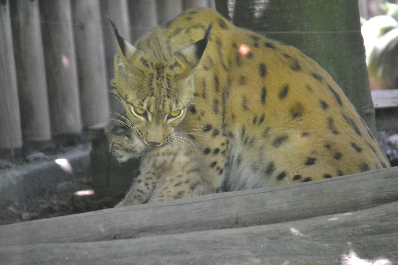 Der Blick sagt alles ..... Zoo Karlsruhe Teil 3