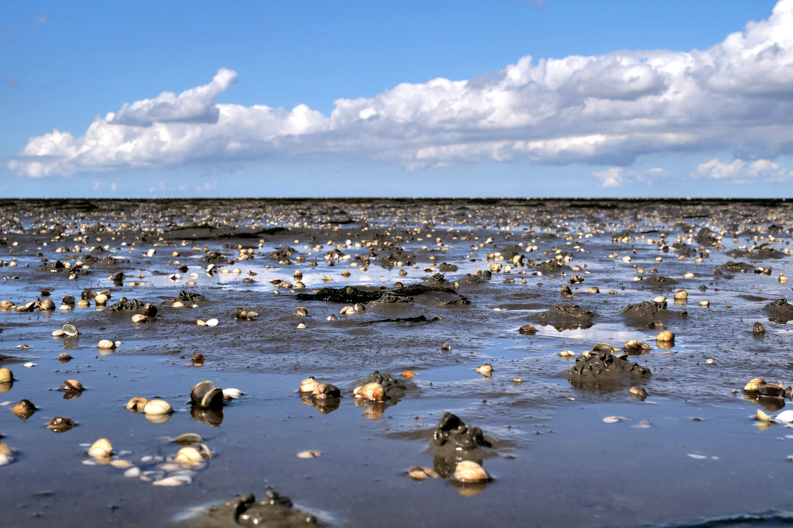 Der Blick über das Watt Foto & Bild | landschaft, lebensräume, meer ...