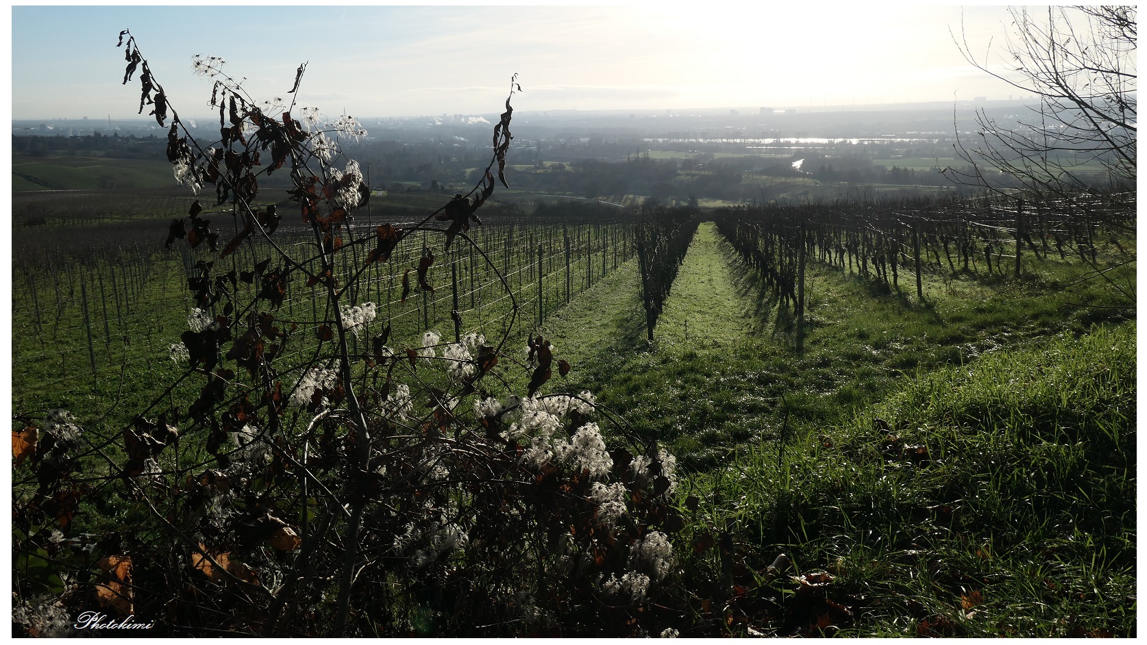 Der Blick über den Rheingau (II)