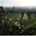 Der Blick über den Rheingau (II)