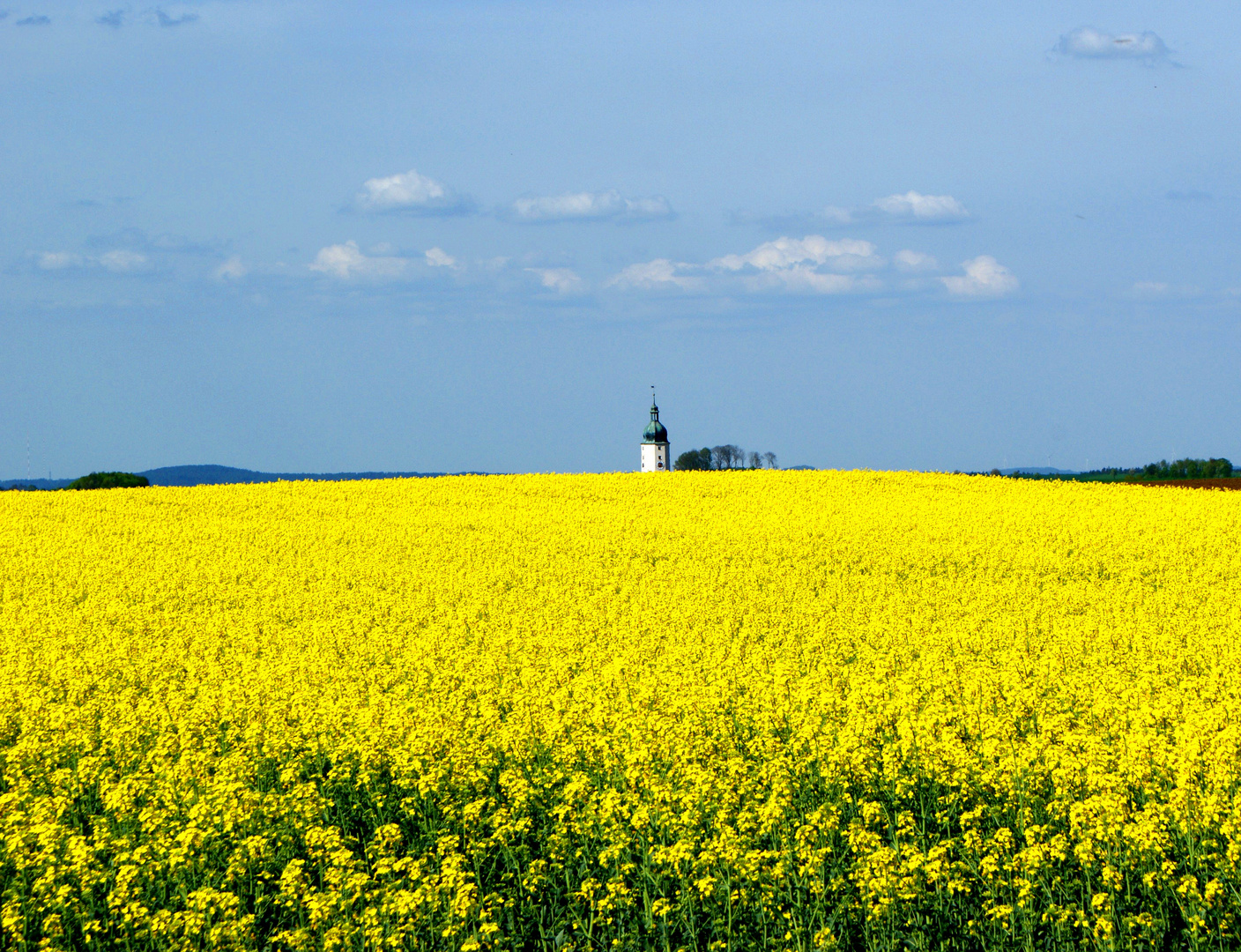 der Blick übers Rapsfeld