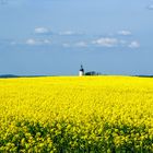 der Blick übers Rapsfeld