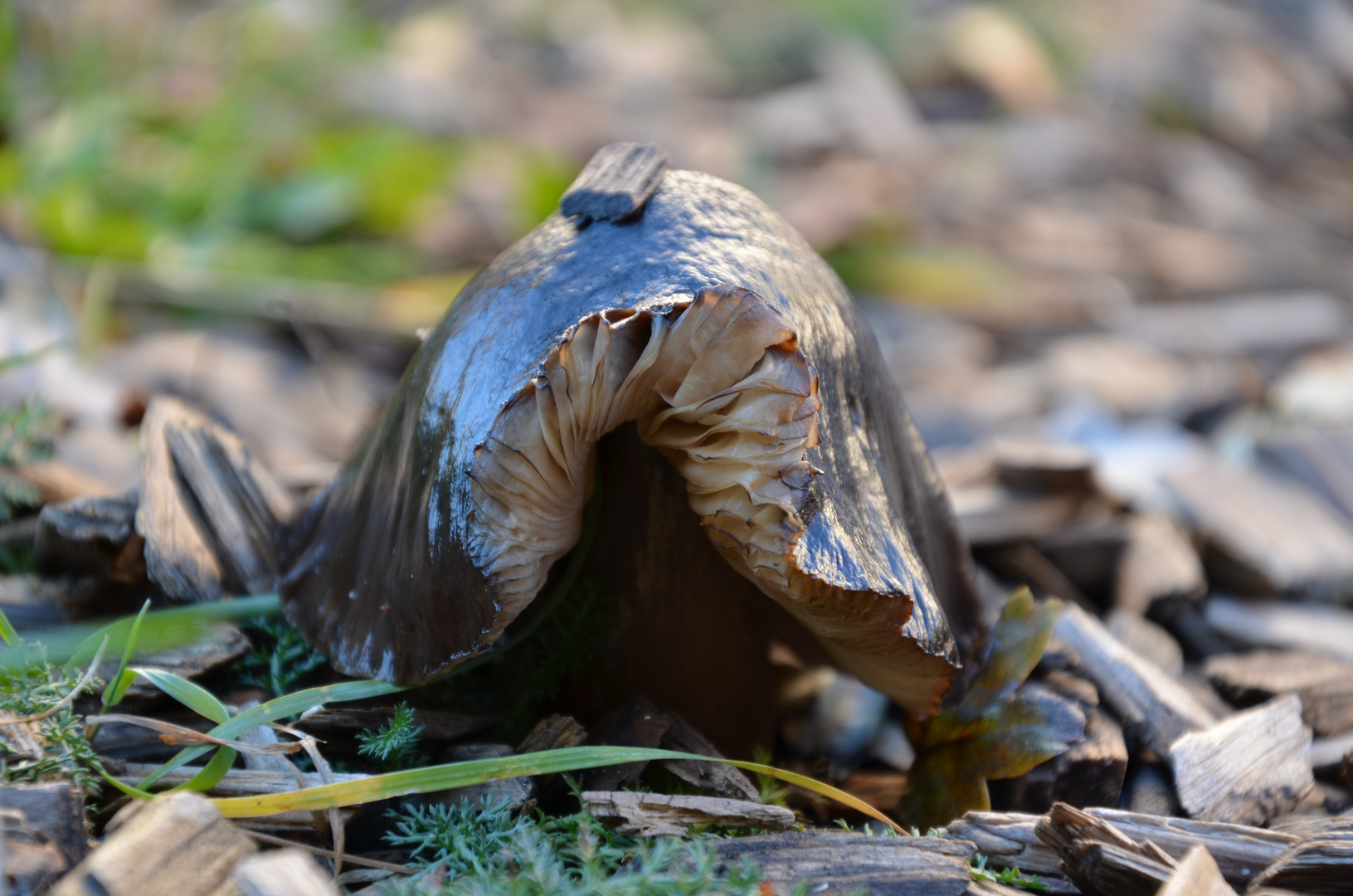 der Blick unter den Pilz