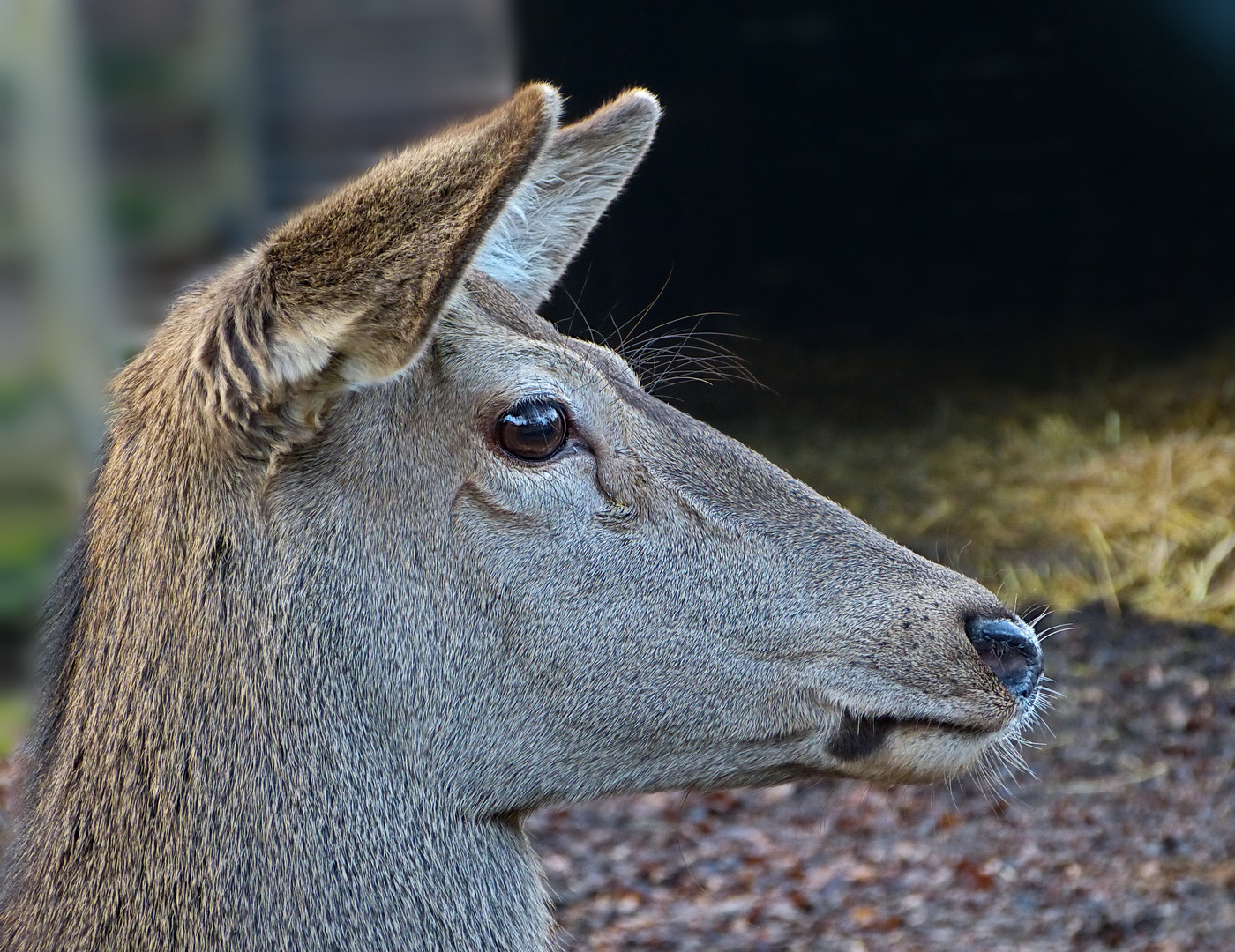 Der Blick war wie versteinert