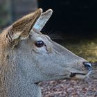 Der Blick war wie versteinert