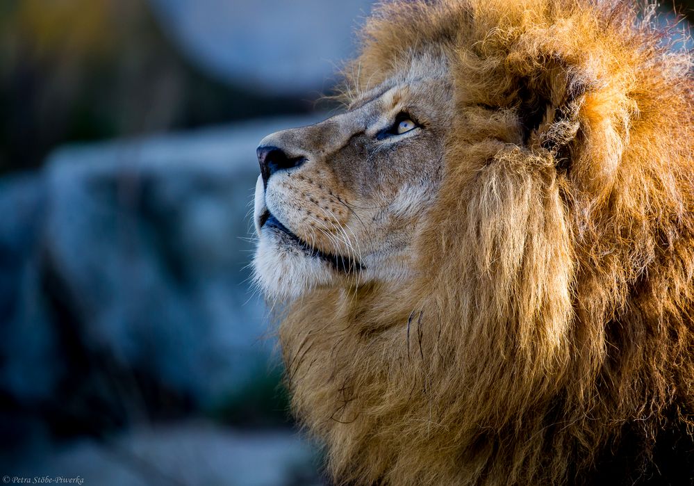 Der Blick zum Himmel Foto & Bild | tiere, zoo, wildpark & falknerei