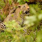 Der Blick zum Kill, Leopard, Krüger NP 11.2007