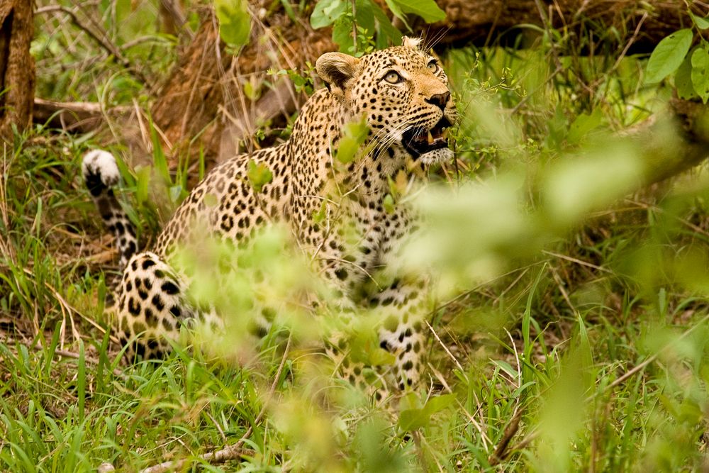 Der Blick zum Kill, Leopard, Krüger NP 11.2007
