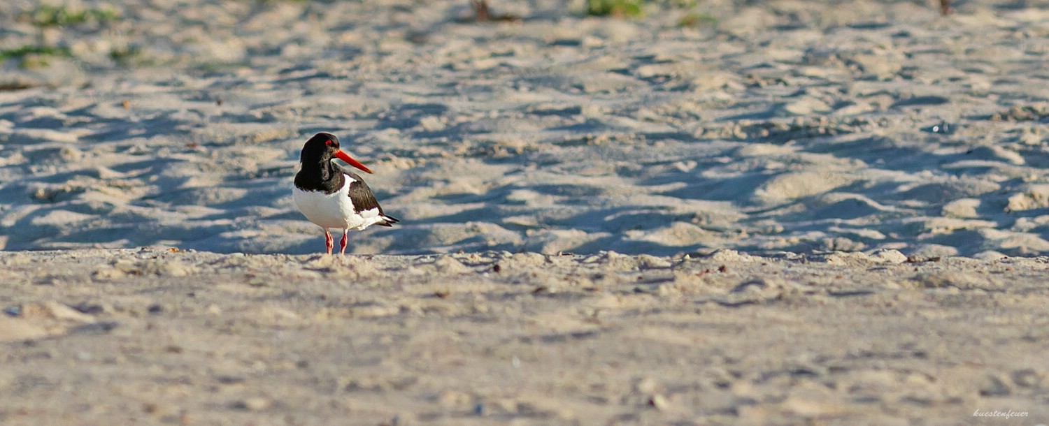 Der Blick zum Meer.....