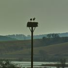 Der Blick zurück auf den Horst der Störche im Rückhaltebecken bei Salzderhelden / Einbeck.