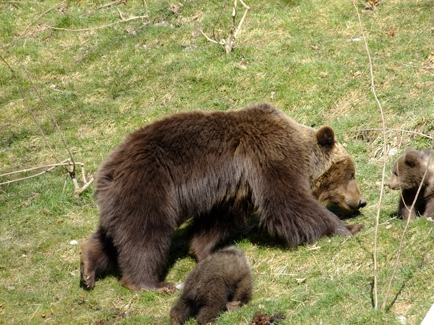 Der Blick zwischen dem Bärenbaby und der Bärenmuter