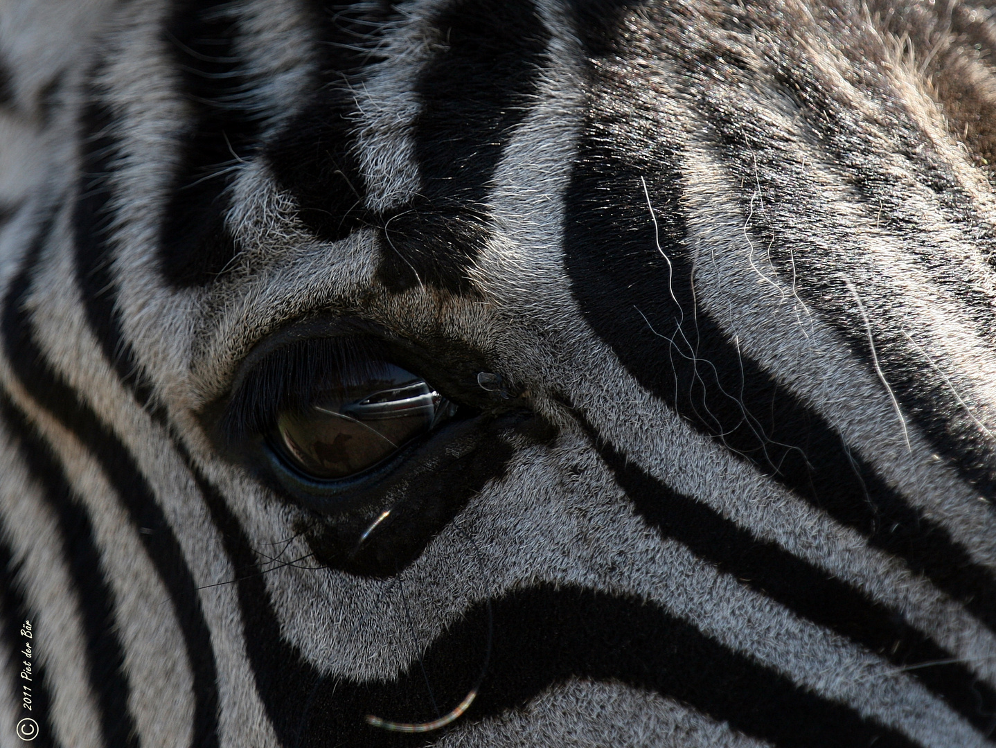 Der Blick.....des Zebras