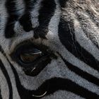 Der Blick.....des Zebras