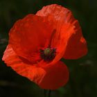 Der Blickfänger roter Klatschmohn (Papaver rhoeas) erfreut unsere Herzen...