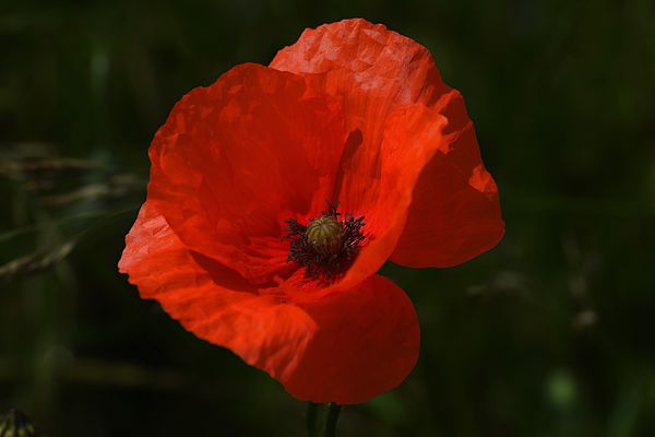 Der Blickfänger roter Klatschmohn (Papaver rhoeas) erfreut unsere Herzen...