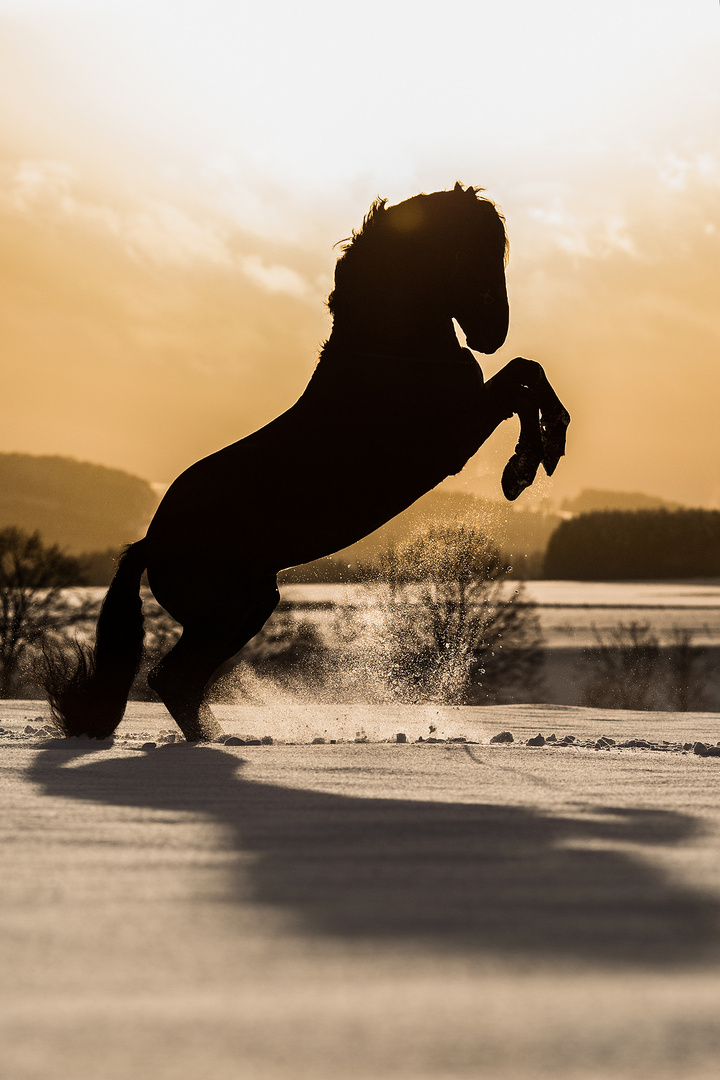 Der Blinde Hengst im Schnee