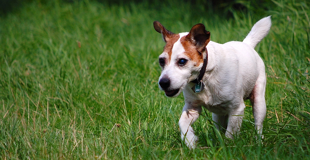 der blinde hund