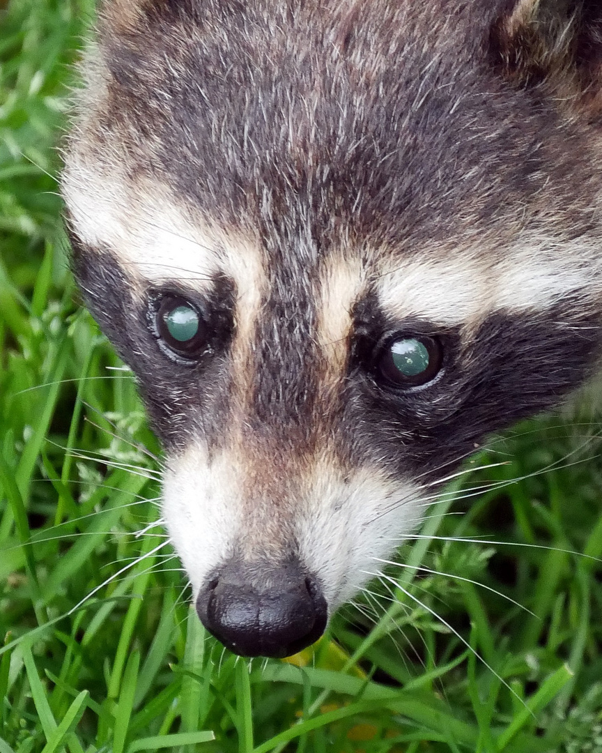 Der blinde Waschbär