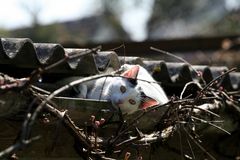 Der blöde Vogel ist aber da rein, habs genau gesehen!