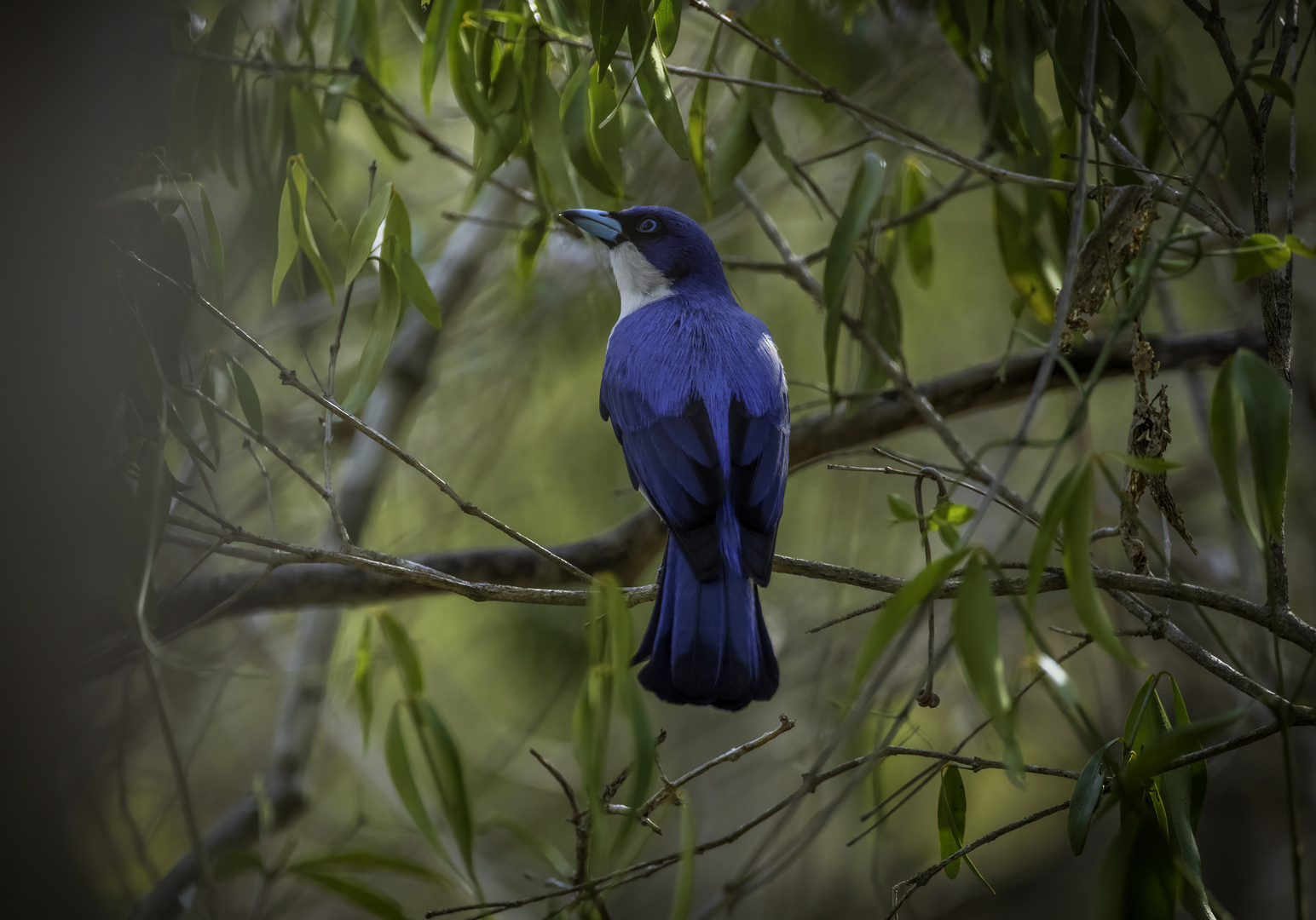 DER „BLUE VANGA“