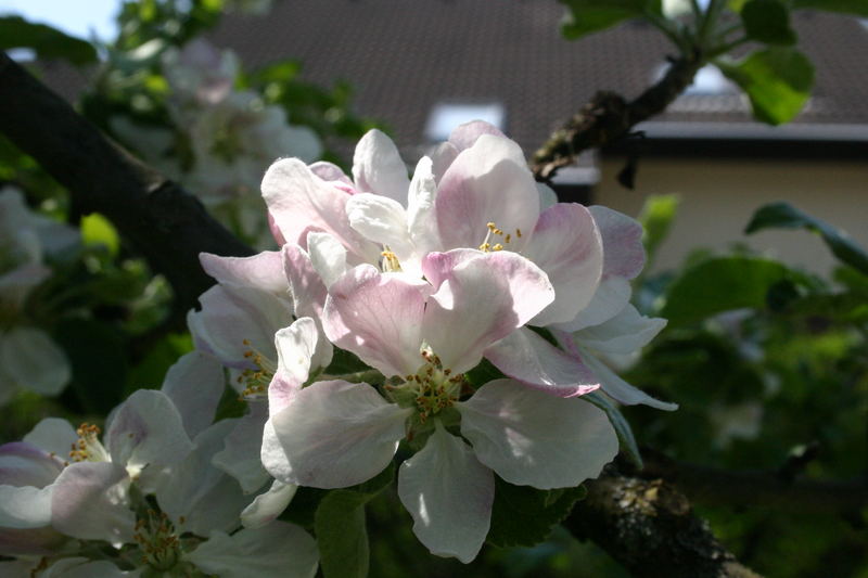 der blühende Apfelbaum