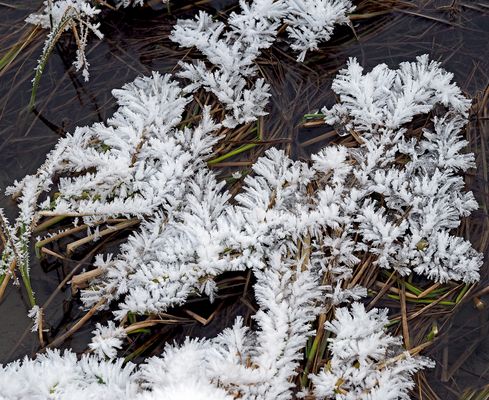 Der blühende Bergbach ...
