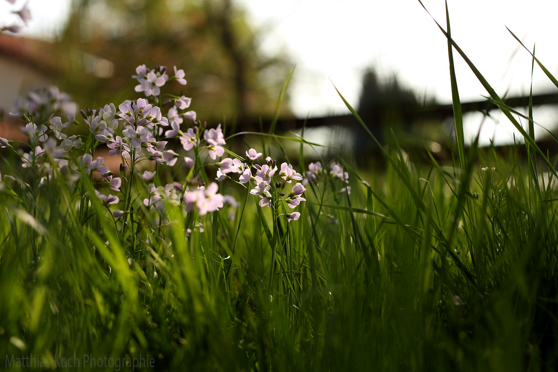 Der blühende  Garten