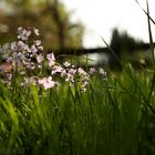 Der blühende  Garten