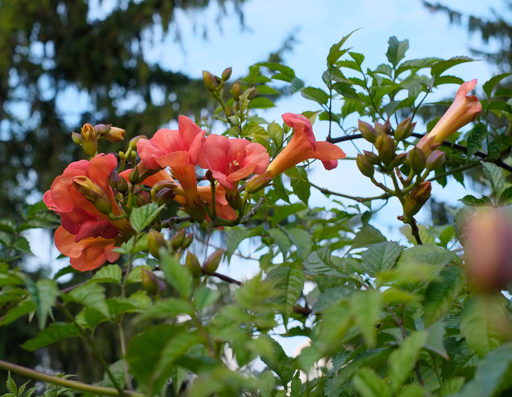 der blühende Herbst 2013