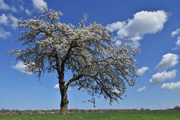 Der blühende Obstbaum am Straßenrand....