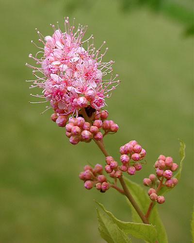 Der blühende Sommer