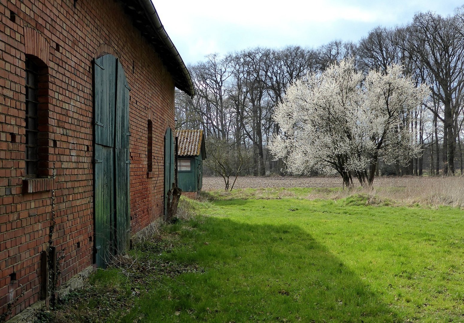 Der blühende Strauch hinter der alten Scheune