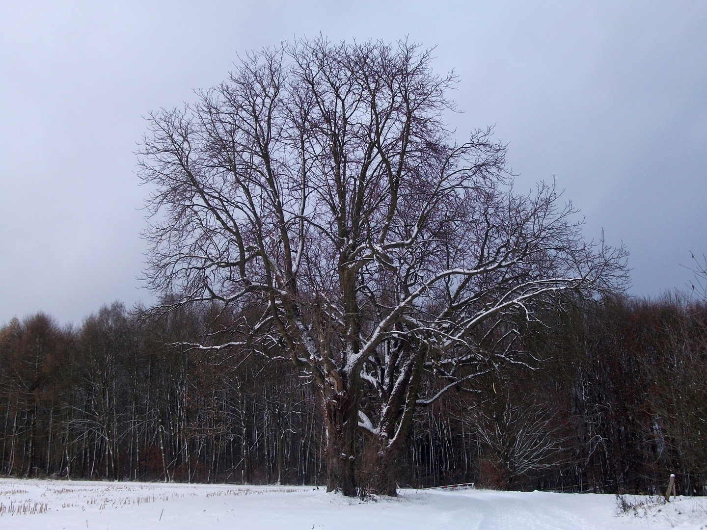 Der blühende Winter