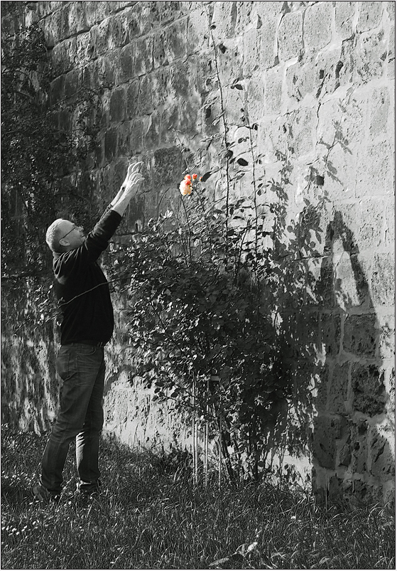 Der Blümchen-Fotograf ...