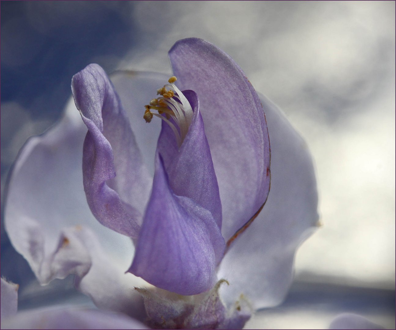 Der Blüte des Blauregens ins Innere geschaut.