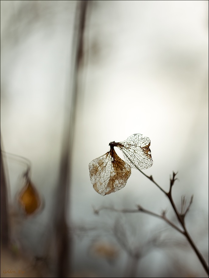 Der Blüte schönster Schlaf