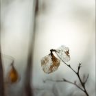 Der Blüte schönster Schlaf