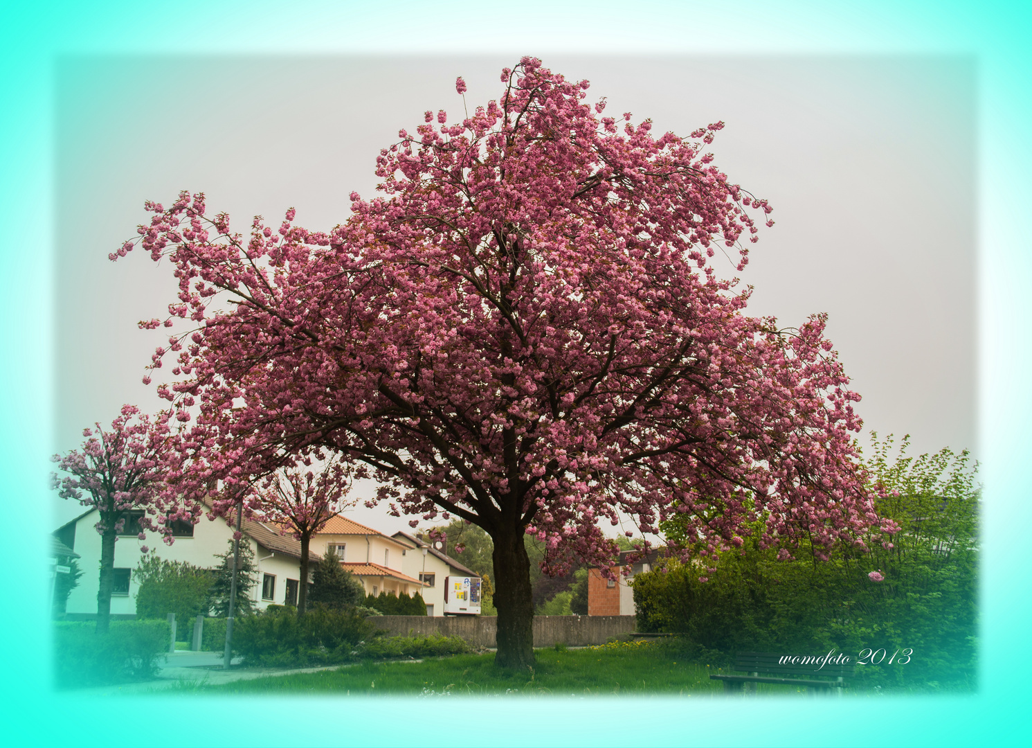 Der Blütenbaum