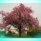 Der Blütenbaum