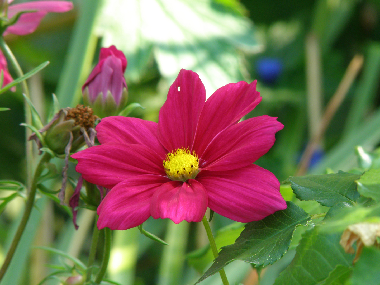 Der Blütensommer