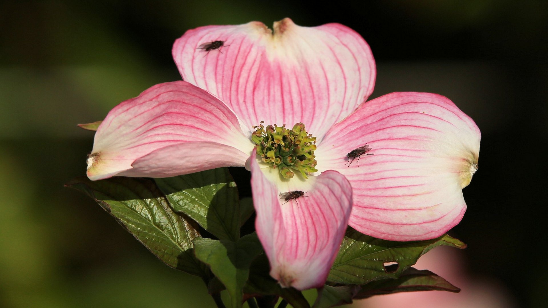 Der Blumen-Hartriegel ..